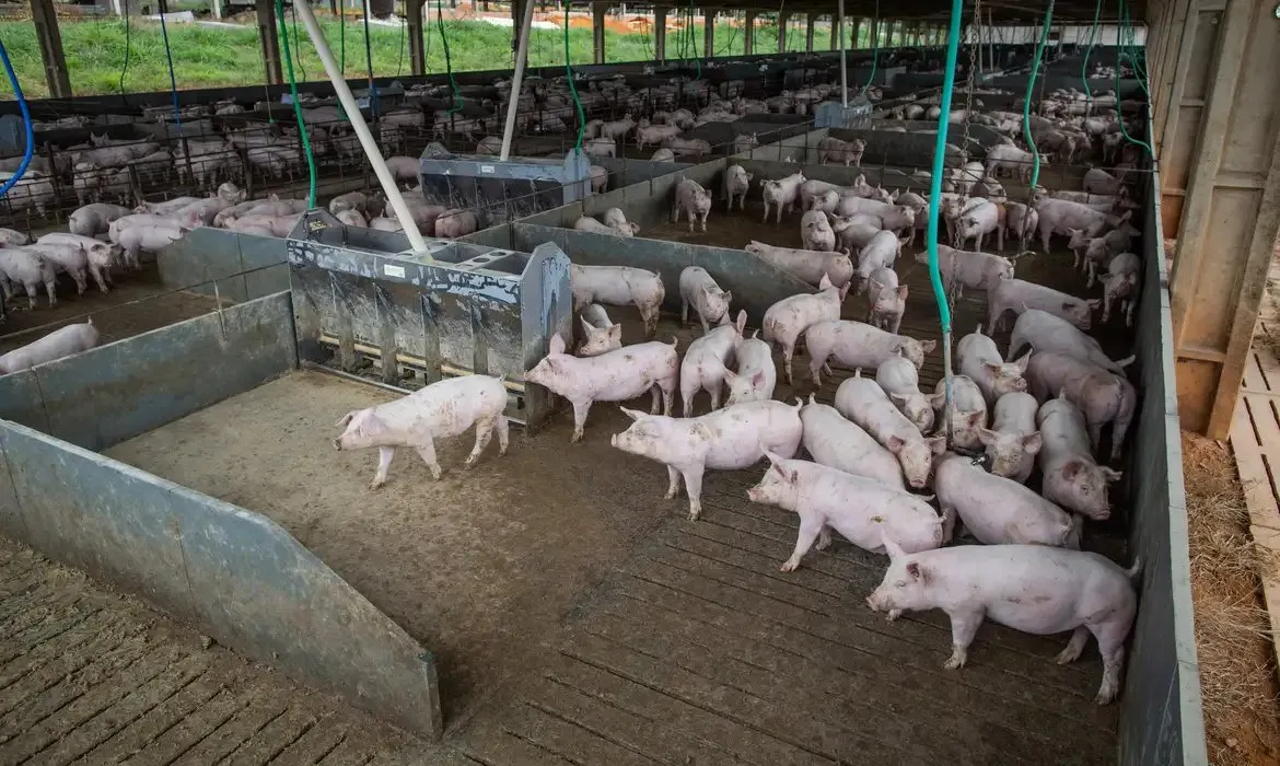 Abate de suínos no Ceará no primeiro trimestre de 2021 chegou a maior número desde 2021