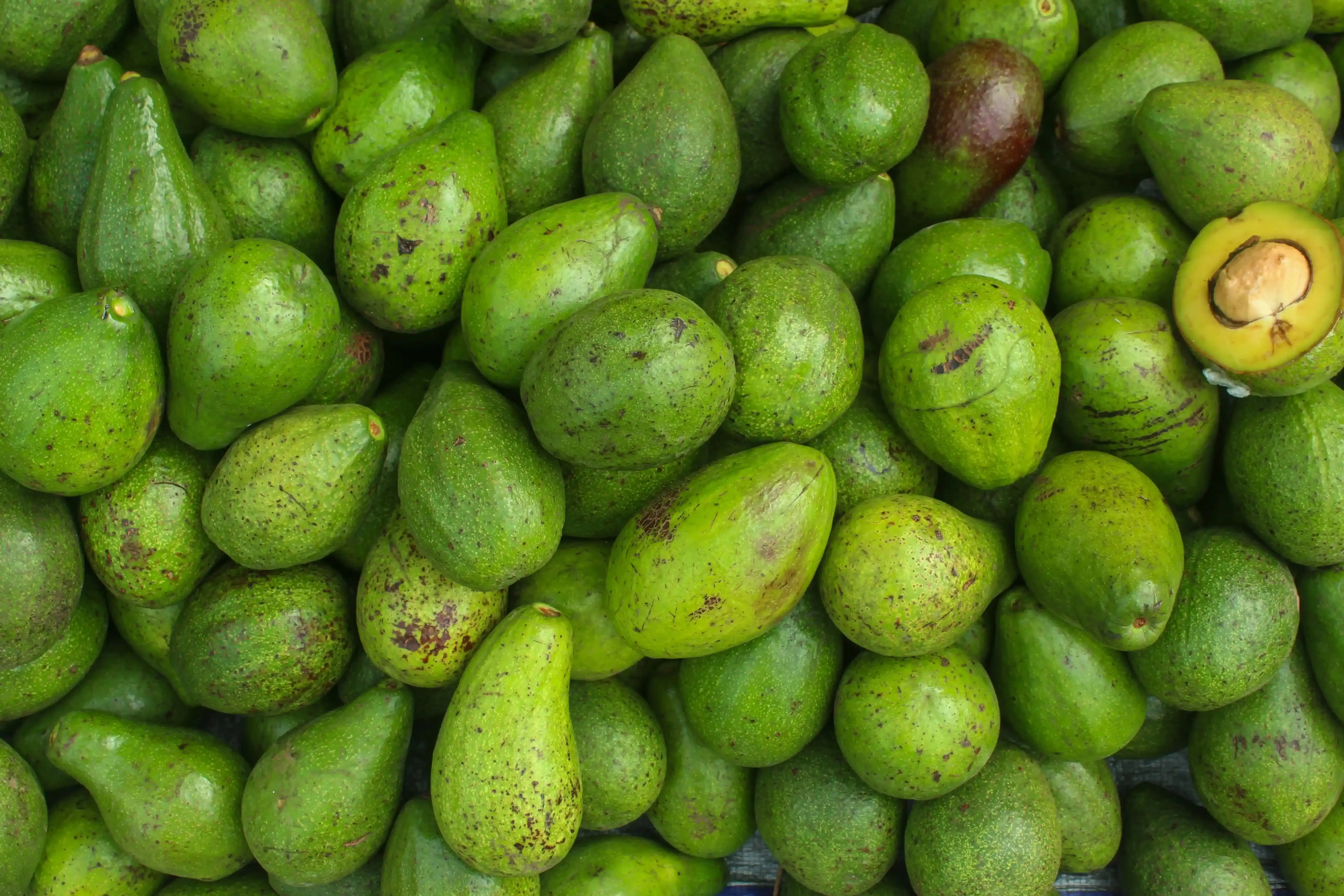 Textura de abacate maduro fresco e fundo close-up. Abacate no mercado de frutas. Imagem usada em matéria sobre chá de folha de abacate