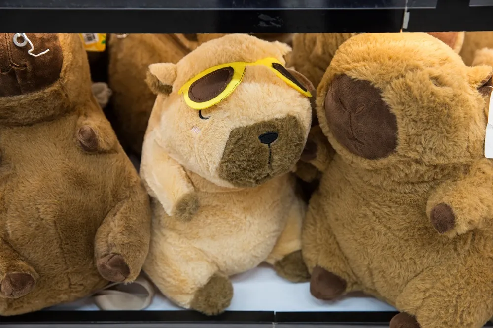 Segundo pesquisadora, capivara já está no imaginário coletivo como animal tranquilo, sociável e brasileiro