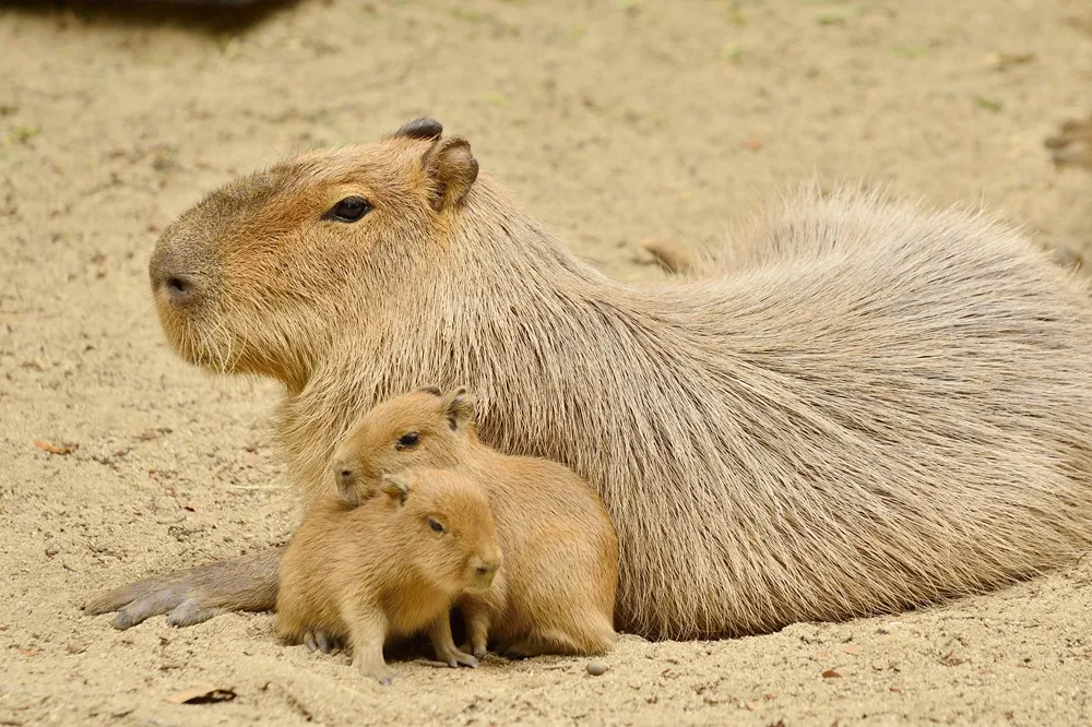 Além do cachorro caramelo, capivara também tem conquistado espaço no imaginário coletivo nacional