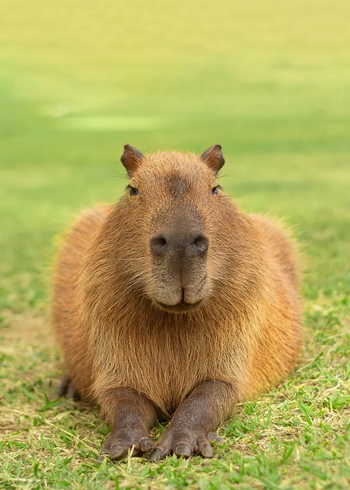 Além de fofas, capivaras podem oferecer riscos devido a zoonoses e por serem hospedeiras do carrapato-estrela, principal vetor da febre maculosa
