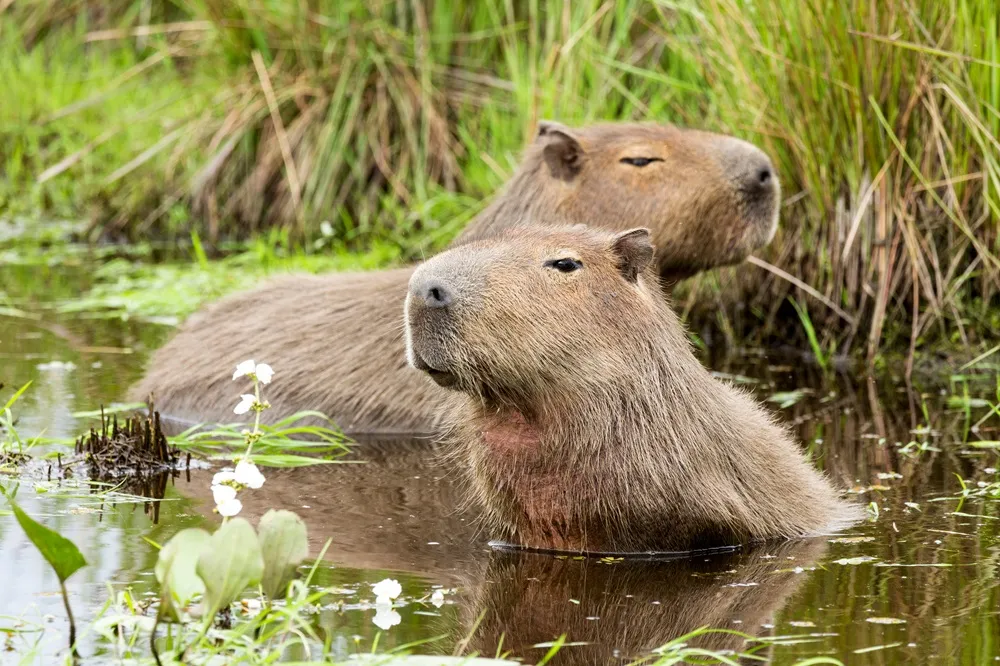 No Ceará, a capivara é uma espécie nativa documentada historicamente até a década de 1970, quando foi apontada como praticamente extinta