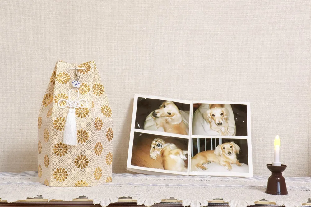 Para psicóloga, oferta de serviços de funeral pet em Fortaleza refletem crescente humanização nas relações