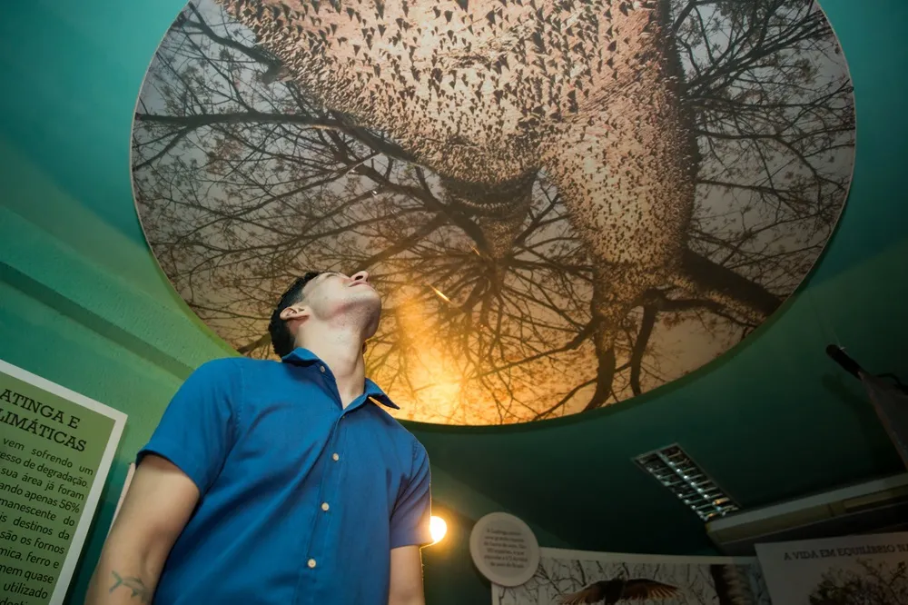 Ideia da exposição é fazer com que público adentre numa floresta, do chão ao teto