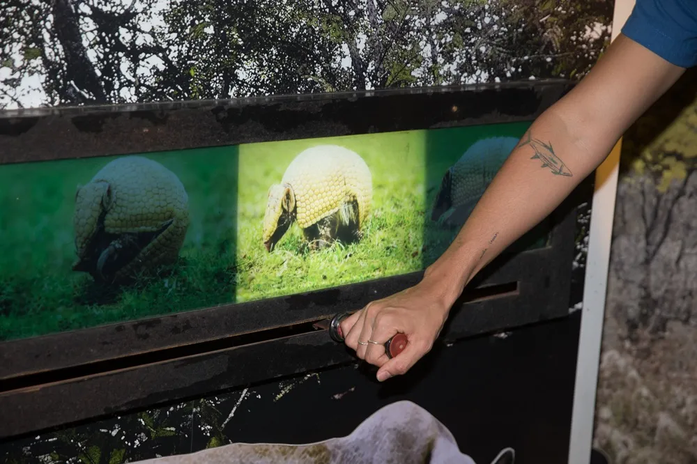 Da chance de ocupar o diâmetro real do tronco de uma árvore da caatinga a observar as diferentes paisagens do bioma e ver como o tatu-bola se transforma em bolinha, diversas experiências percorrem a mostra