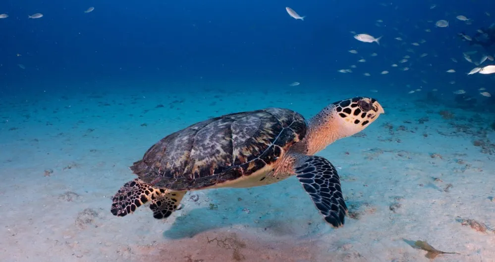 Diversidade e encanto da vida marinha são destaque na vivência no fundo do mar