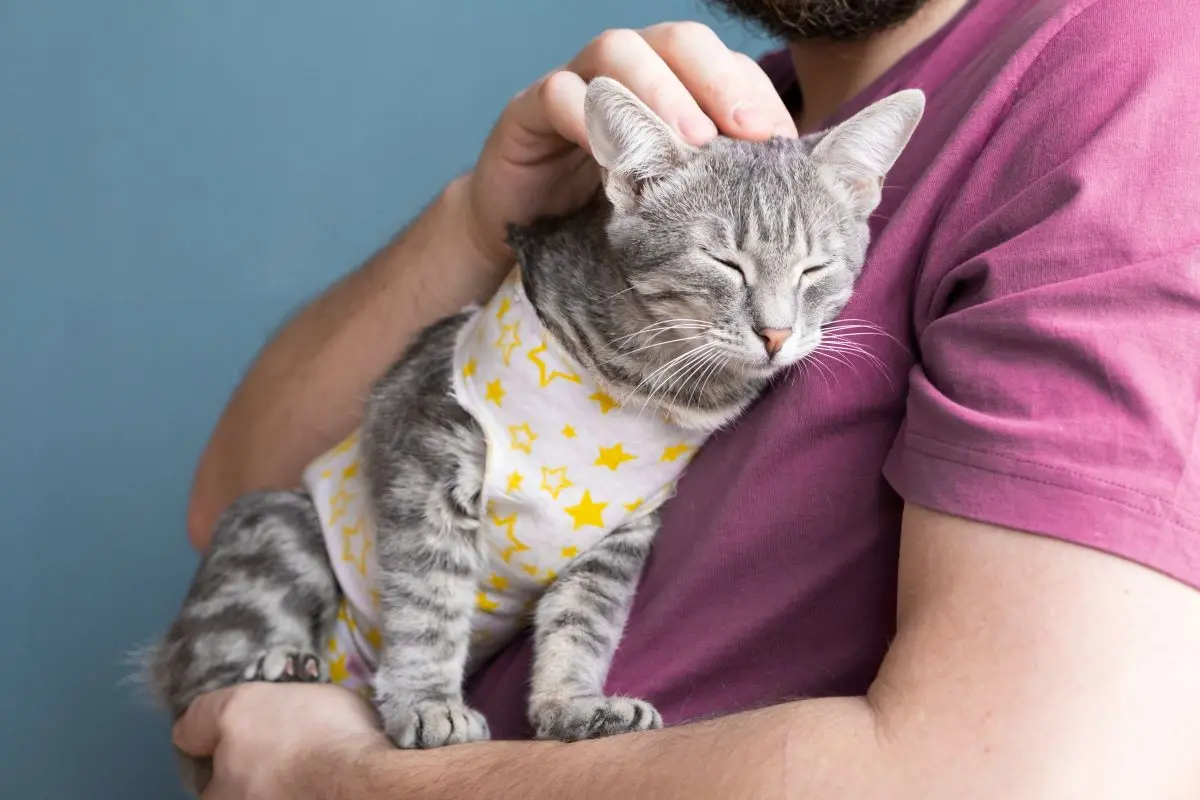Gato com roupa de recuperação de cirurgia de castração