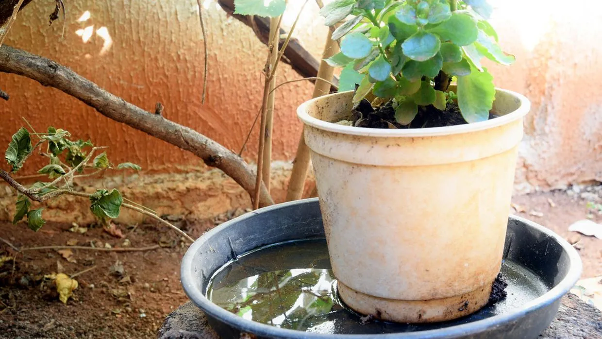 Uma das medidas para eliminar os focos de mosquitos é eliminar a água acumulada nos pratos de vasos de plantas