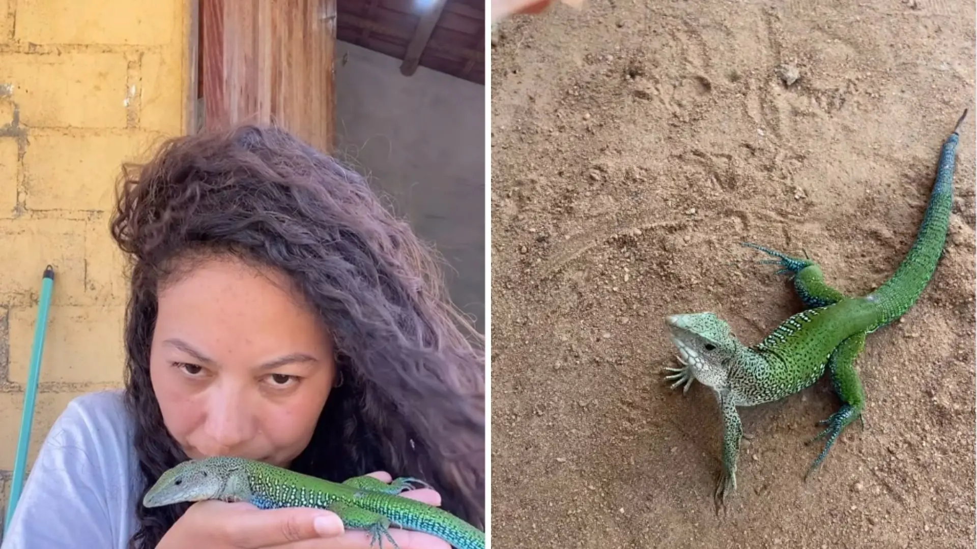 Imagem da notícia: 'Calangoflix': mineira viraliza ao mostrar rotina de calangos no quintal de casa
