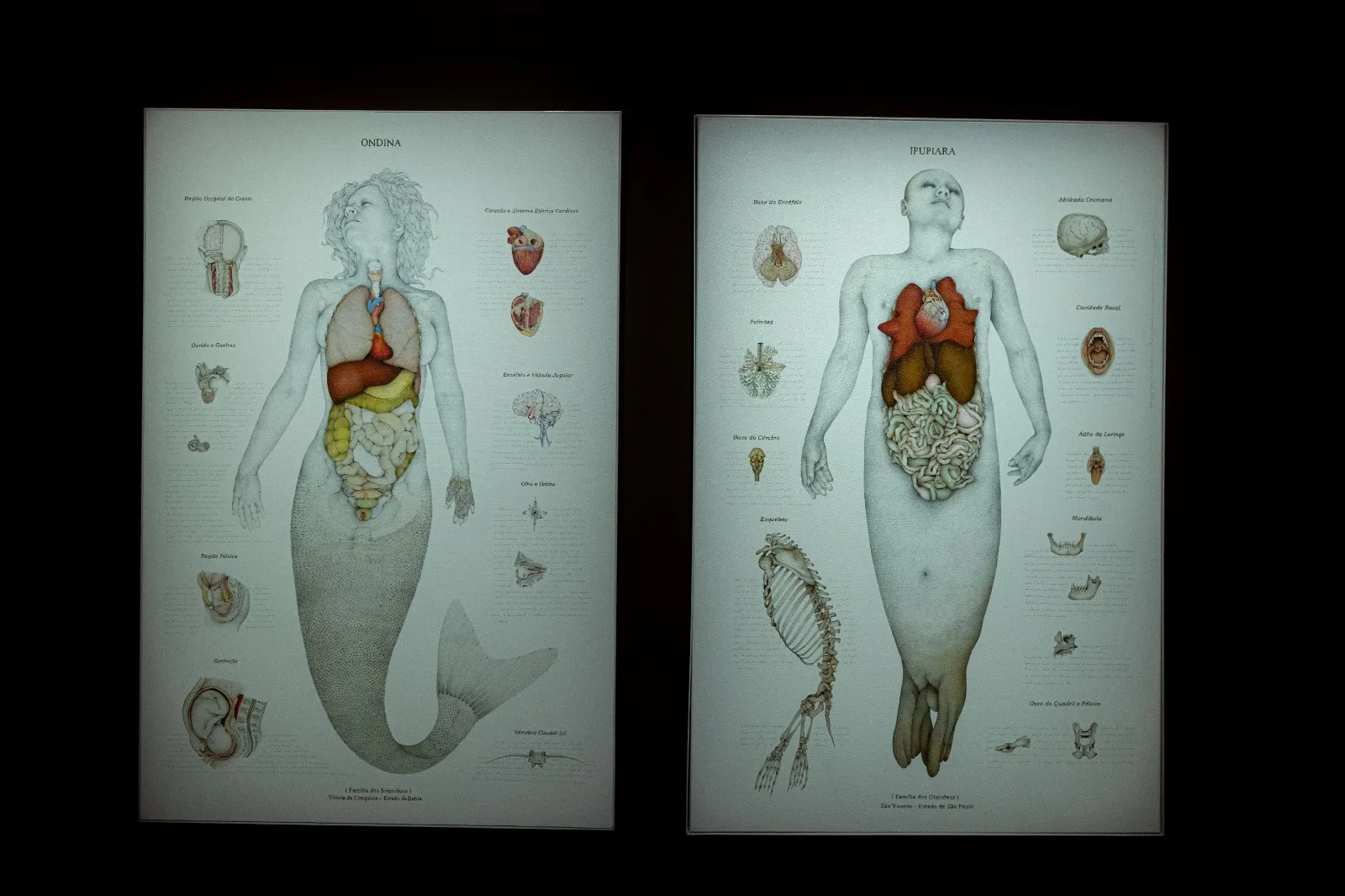Visão mítica de Walmor Corrêa destrincha anatomia de uma sereia e um boto nas pinturas “Ondina” e “Ipupiara” (ambas de 2005)