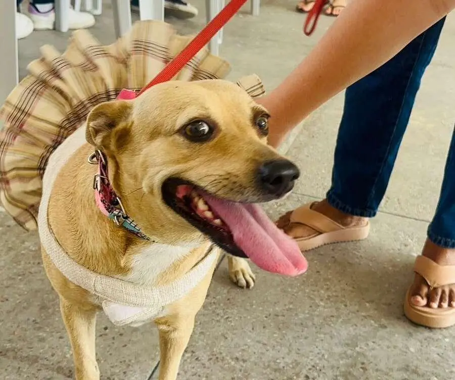 Foto de cachorro da cor carmelo de coleira e roupinha. O animal está com a língua para fora e é há uma pessoa ao fundo segurando ele para matéria sobre Leishmaniose em cães.