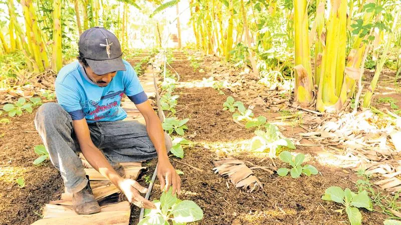 As agroflorestas são uma opção contra a prática de queimar a vegetação para preparação ao plantio da roça.