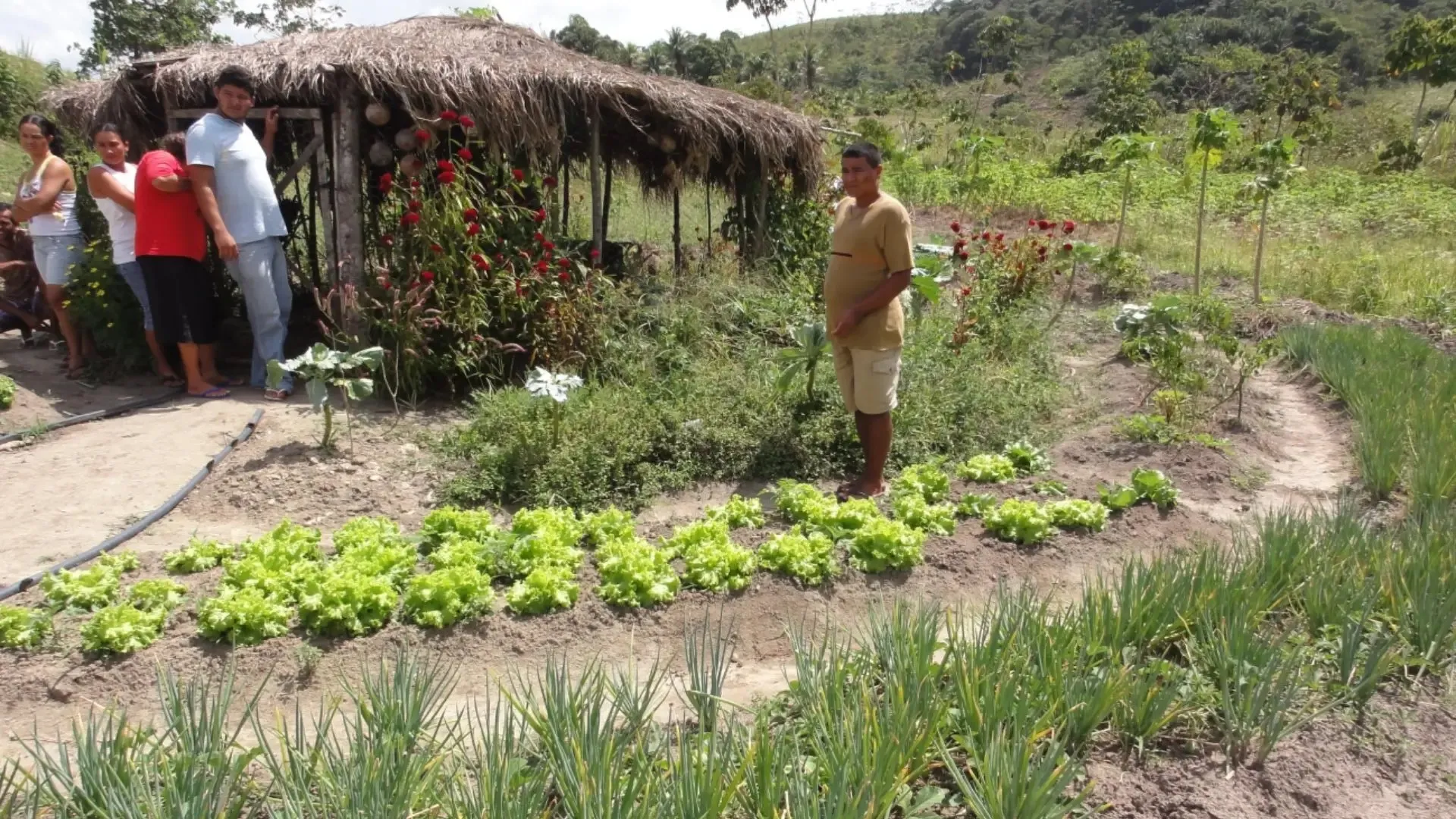 As agroflorestas são fonte de renda para muitas famílias.