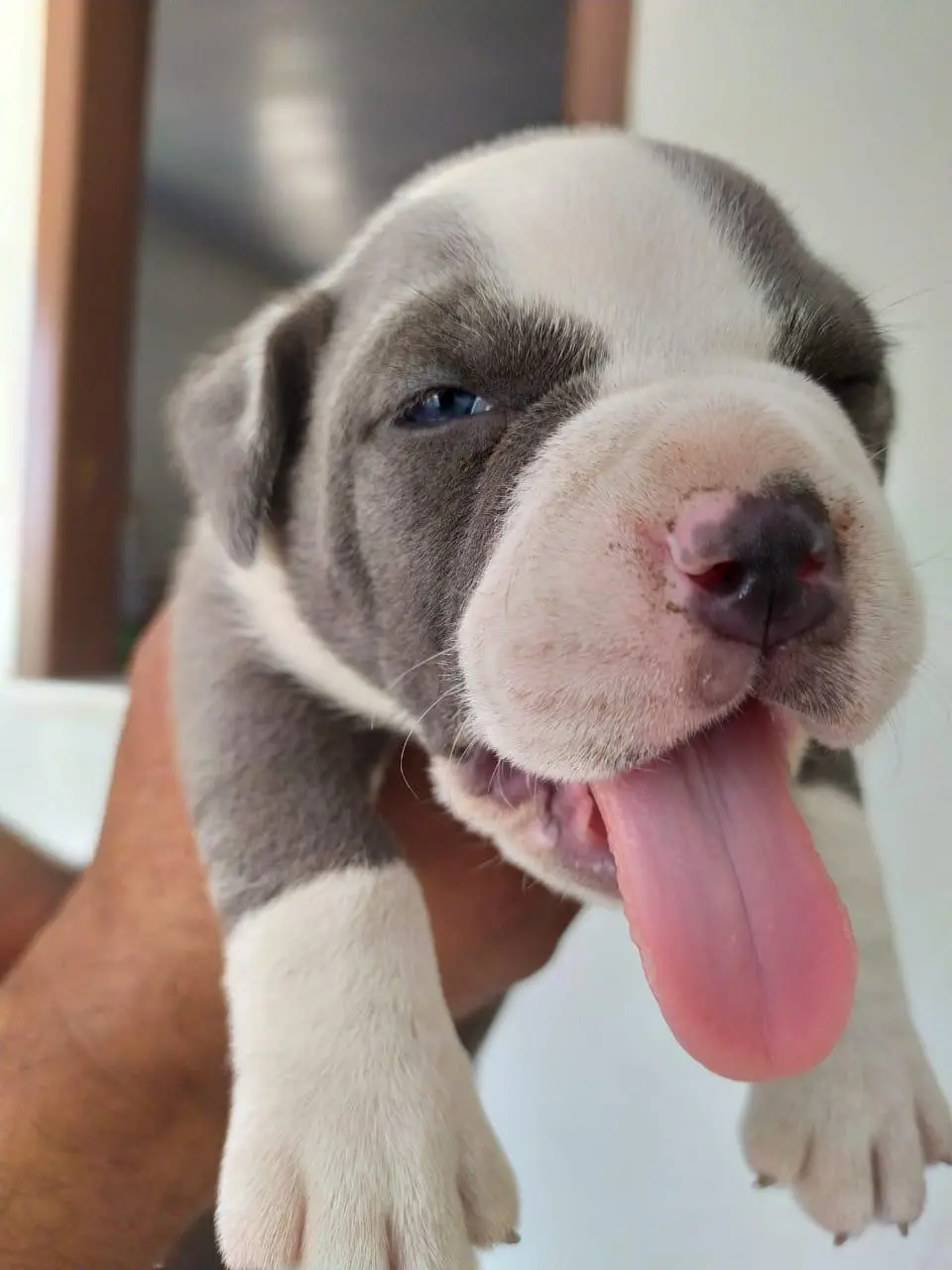 cachorro
