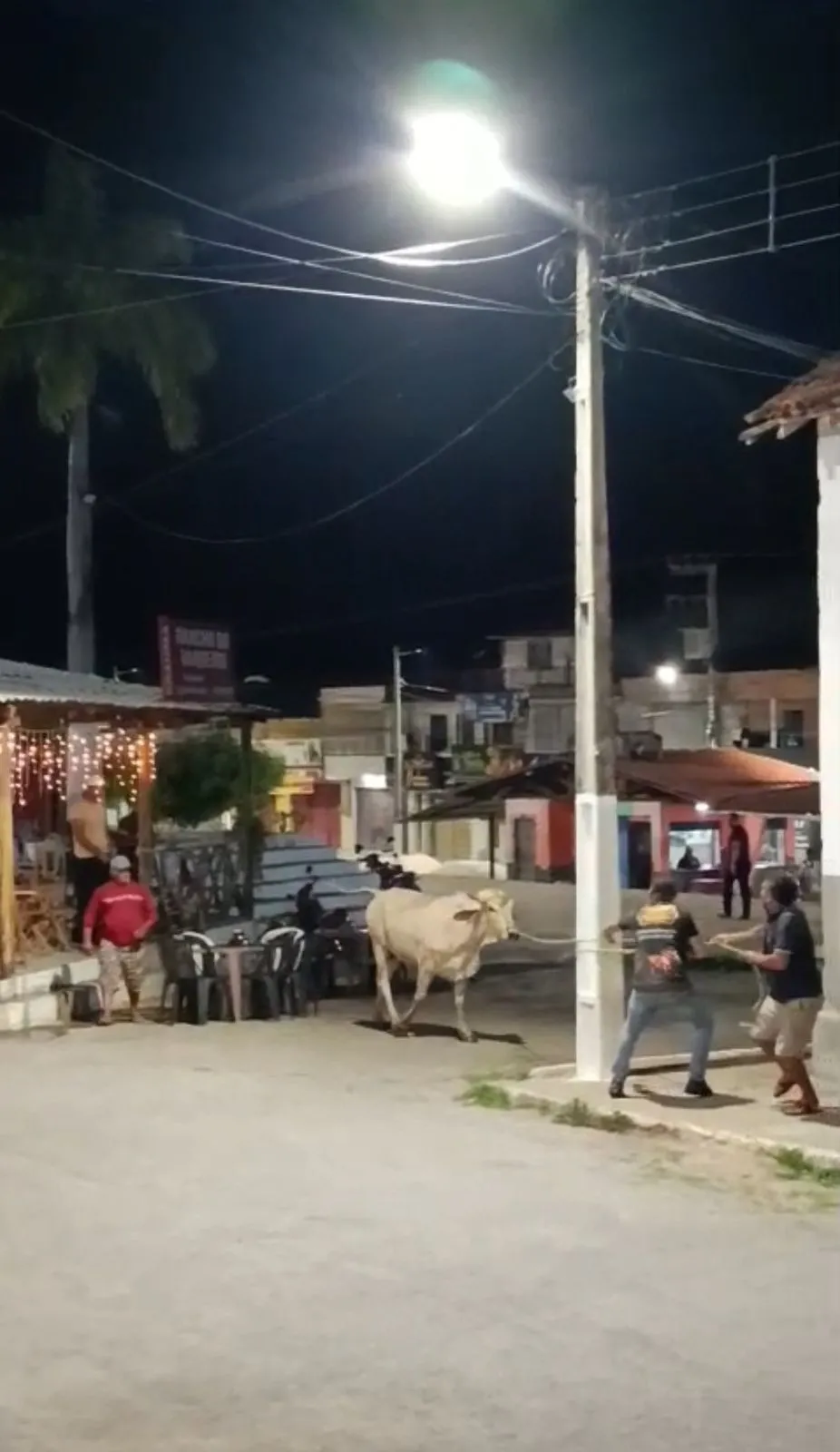Animal foi controlado por populares, não sem antes tentar correr.