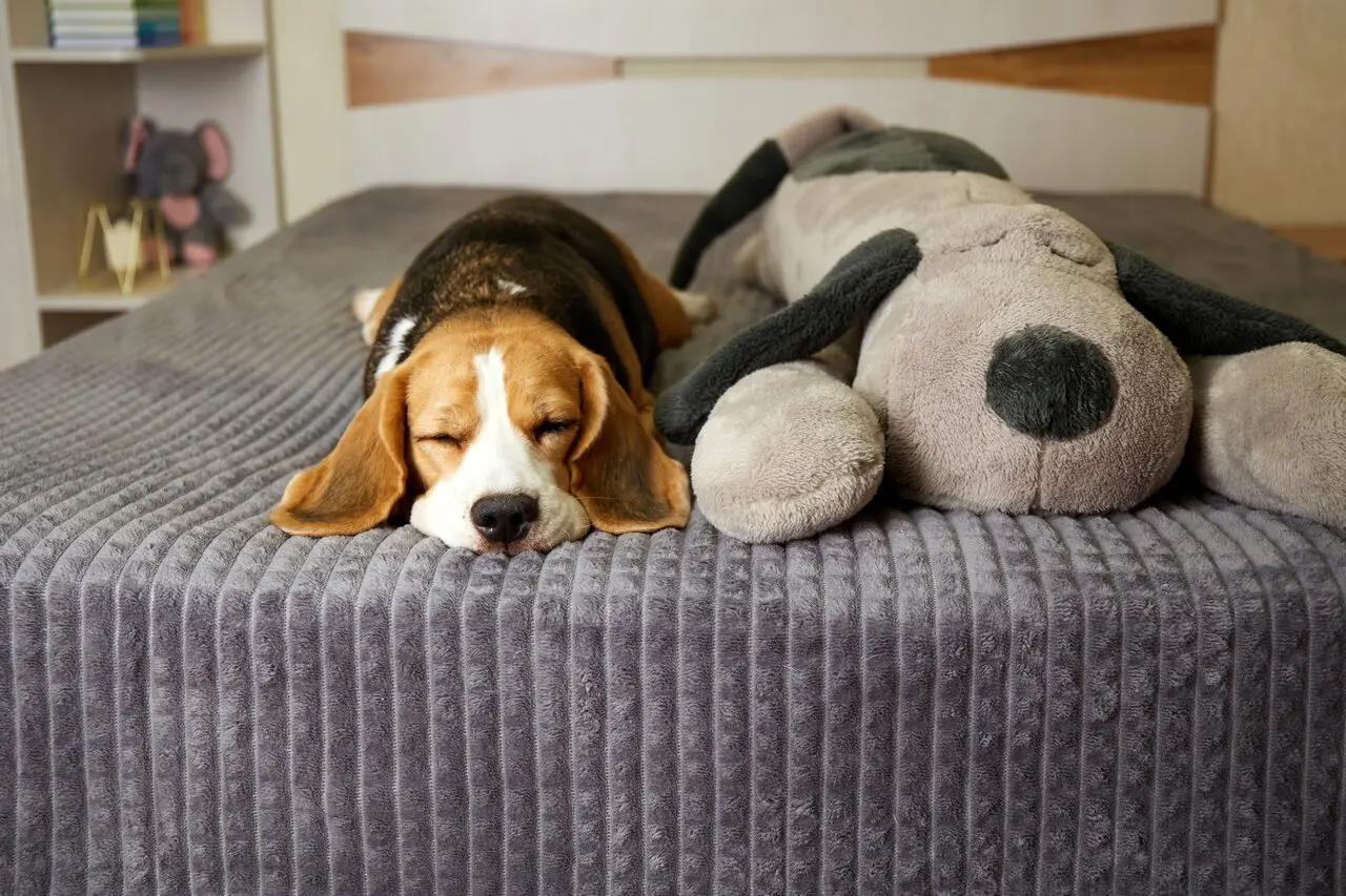 Cachorro raça beagle na cor de pelagem alaranjada e marrom ao lado de cachorro cinza de pelúcia com orelhas pretas. Ambos estão deitados em uma cama de colcha azul.