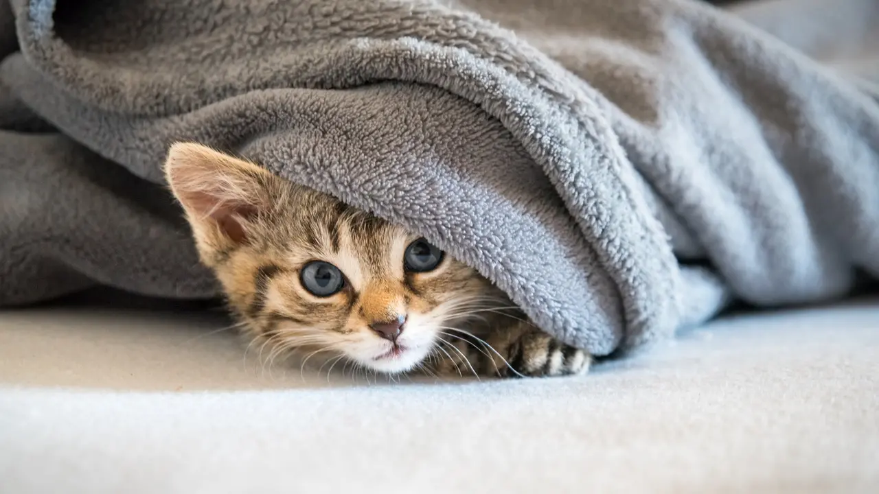 Gato na pelagem cinza amarelada e olhos azuis escondido debaixo de uma coberta azul acizentado, com parte do rosto de fora olhando para frente.